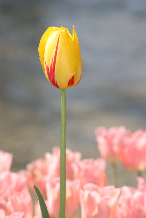 Tulipes a Morges 2007 - 144